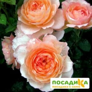 Роза Андре Тюрка купить по цене от 350.00р. в интернет-магазине «Посадика» с доставкой почтой в в Москве и по всей России – [изображение №1].