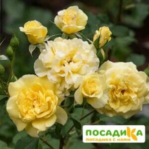 Роза Нельсон Монфор купить по цене от 360.00р. в интернет-магазине «Посадика» с доставкой почтой в в Москве и по всей России – [изображение №1].