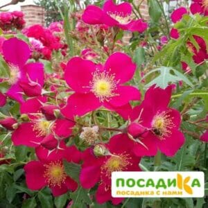 Роза Перпл Хейз купить по цене от 410.00р. в интернет-магазине «Посадика» с доставкой почтой в в Москве и по всей России – [изображение №1].