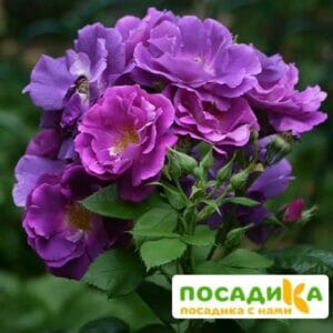 Роза Рапсодия ин Блю купить по цене от 500.00р. в интернет-магазине «Посадика» с доставкой почтой в в Москве и по всей России – [изображение №1].