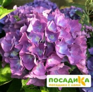 Гортензия крупнолистная Ренате Стайнгер ЗКС купить по цене от 349.00р. в интернет-магазине «Посадика» с доставкой почтой в в Москве и по всей России – [изображение №1].