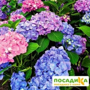 Гортензия крупнолистовая Гамбург ЗКС купить по цене от 400.00р. в интернет-магазине «Посадика» с доставкой почтой в в Москве и по всей России – [изображение №1].