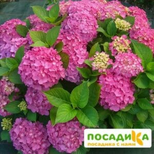 Гортензия крупнолистовая Фрейденштейн ЗКС купить по цене от 350.00р. в интернет-магазине «Посадика» с доставкой почтой в в Москве и по всей России – [изображение №1].