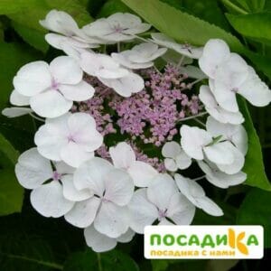 Гортензия Стрекоза ЗКС купить по цене от 400.00р. в интернет-магазине «Посадика» с доставкой почтой в в Москве и по всей России – [изображение №1].