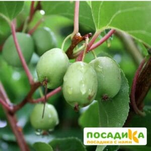 Киви актинидия острая Иссаи купить по цене от 450.00р. в интернет-магазине «Посадика» с доставкой почтой в в Москве и по всей России – [изображение №1].