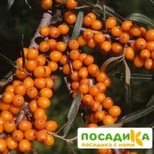 Облепиха мужская Полмикс (Pollmix) купить по цене от 380.00р. в интернет-магазине «Посадика» с доставкой почтой в в Москве и по всей России – [изображение №1].