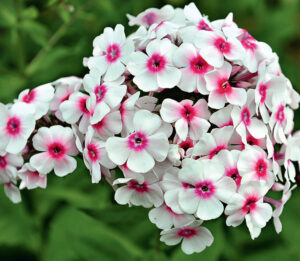 Флокс метельчатый Граф Цеппелин купить по цене от 309р. в интернет-магазине «Посадика» с доставкой почтой в в Москве и по всей России – [изображение №1].