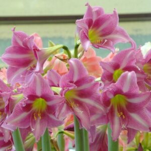 Амариллис Эстелла купить по цене от 559р. в интернет-магазине «Посадика» с доставкой почтой в в Москве и по всей России – [изображение №1].