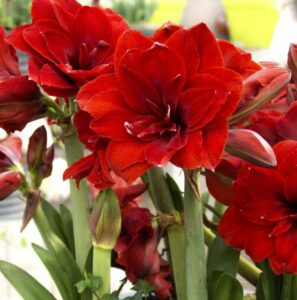 Амариллис Дабл Дракон купить по цене от 569р. в интернет-магазине «Посадика» с доставкой почтой в в Москве и по всей России – [изображение №1].