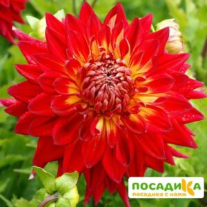 Георгина Манхэттен Айленд (Manhattan Island) купить по цене от 350р. в интернет-магазине «Посадика» с доставкой почтой в в Москве и по всей России – [изображение №1].