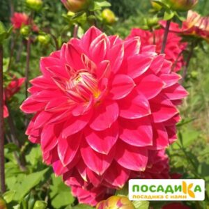 Георгина Мистер Оптимист купить по цене от 350р. в интернет-магазине «Посадика» с доставкой почтой в в Москве и по всей России – [изображение №1].