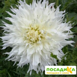 Георгины Мингус Ида купить по цене от 350р. в интернет-магазине «Посадика» с доставкой почтой в в Москве и по всей России – [изображение №1].