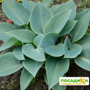 Хоста Хальцион (Halcyon) купить по цене от 385р. в интернет-магазине «Посадика» с доставкой почтой в в Москве и по всей России – [изображение №1].