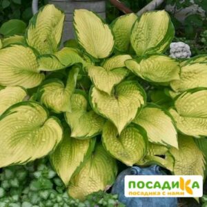 Хоста Голд Стандарт (Gold Standard) купить по цене от 385р. в интернет-магазине «Посадика» с доставкой почтой в в Москве и по всей России – [изображение №1].