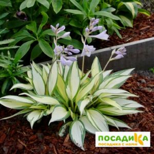 ХОСТА РЕМЕМБЕР МИ купить по цене от 385р. в интернет-магазине «Посадика» с доставкой почтой в в Москве и по всей России – [изображение №1].