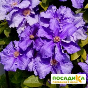 Клематис  Бал Цветов (Bal Tzvetov) купить по цене от 430.00р. в интернет-магазине «Посадика» с доставкой почтой в в Москве и по всей России – [изображение №1].