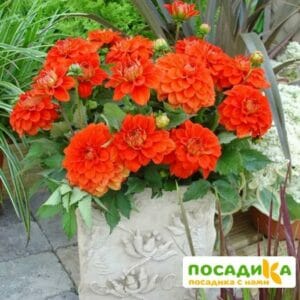 Георгины Гэллери Валентин купить по цене от 310р. в интернет-магазине «Посадика» с доставкой почтой в в Москве и по всей России – [изображение №1].