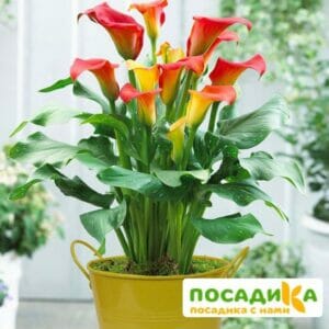 Калла Капитан Фуэго купить по цене от 390р. в интернет-магазине «Посадика» с доставкой почтой в в Москве и по всей России – [изображение №1].