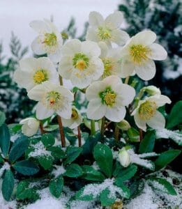 МОРОЗНИК ВАЙТ БЬЮТИ купить по цене от 650р. в интернет-магазине «Посадика» с доставкой почтой в в Москве и по всей России – [изображение №1].