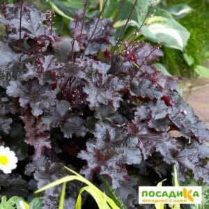 Гейхера Блэк Бьюти купить по цене от 390р. в интернет-магазине «Посадика» с доставкой почтой в в Москве и по всей России – [изображение №1].