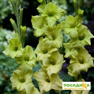 Гладиолус Дингадонг купить по цене от 145р. в интернет-магазине «Посадика» с доставкой почтой в в Москве и по всей России – [изображение №1].