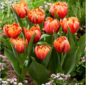 Тюльпан Гудошник Дабл купить по цене от 185р. в интернет-магазине «Посадика» с доставкой почтой в в Москве и по всей России – [изображение №1].