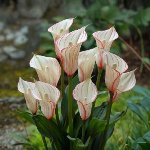 Калла Глейшер купить по цене от 299р. в интернет-магазине «Посадика» с доставкой почтой в в Москве и по всей России – [изображение №1].