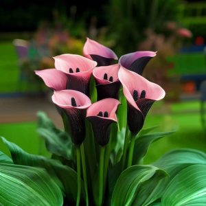 Калла Энигма купить по цене от 291р. в интернет-магазине «Посадика» с доставкой почтой в в Москве и по всей России – [изображение №1].