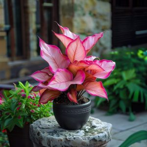 Хоста Розовая Симфония купить по цене от 800р. в интернет-магазине «Посадика» с доставкой почтой в в Москве и по всей России – [изображение №1].