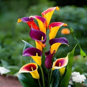 Калла Кристалл купить по цене от 450р. в интернет-магазине «Посадика» с доставкой почтой в в Москве и по всей России – [изображение №1].