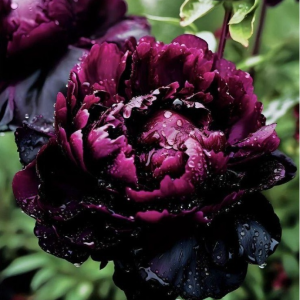 Пион Темный Сад купить по цене от 421р. в интернет-магазине «Посадика» с доставкой почтой в в Москве и по всей России – [изображение №1].