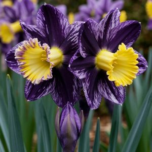 Нарцисс Акропоис купить по цене от 382р. в интернет-магазине «Посадика» с доставкой почтой в в Москве и по всей России – [изображение №1].