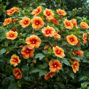 Гибискус Кристал Рэй купить по цене от 458р. в интернет-магазине «Посадика» с доставкой почтой в в Москве и по всей России – [изображение №1].