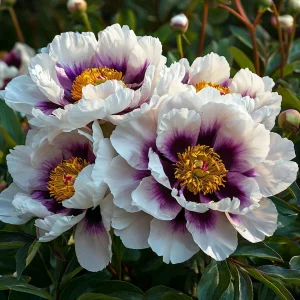 Пион Эко Саммер купить по цене от 548р. в интернет-магазине «Посадика» с доставкой почтой в в Москве и по всей России – [изображение №1].