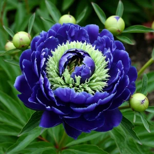 Пион Дримвивер купить по цене от 417р. в интернет-магазине «Посадика» с доставкой почтой в в Москве и по всей России – [изображение №1].