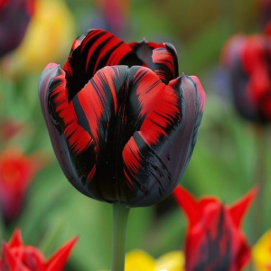 Тюльпан Блэк Перрот купить по цене от 351р. в интернет-магазине «Посадика» с доставкой почтой в в Москве и по всей России – [изображение №1].