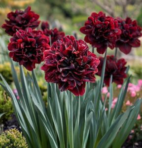 Нарцисс Малиновая Вуаль купить по цене от 3000р. в интернет-магазине «Посадика» с доставкой почтой в в Москве и по всей России – [изображение №1].